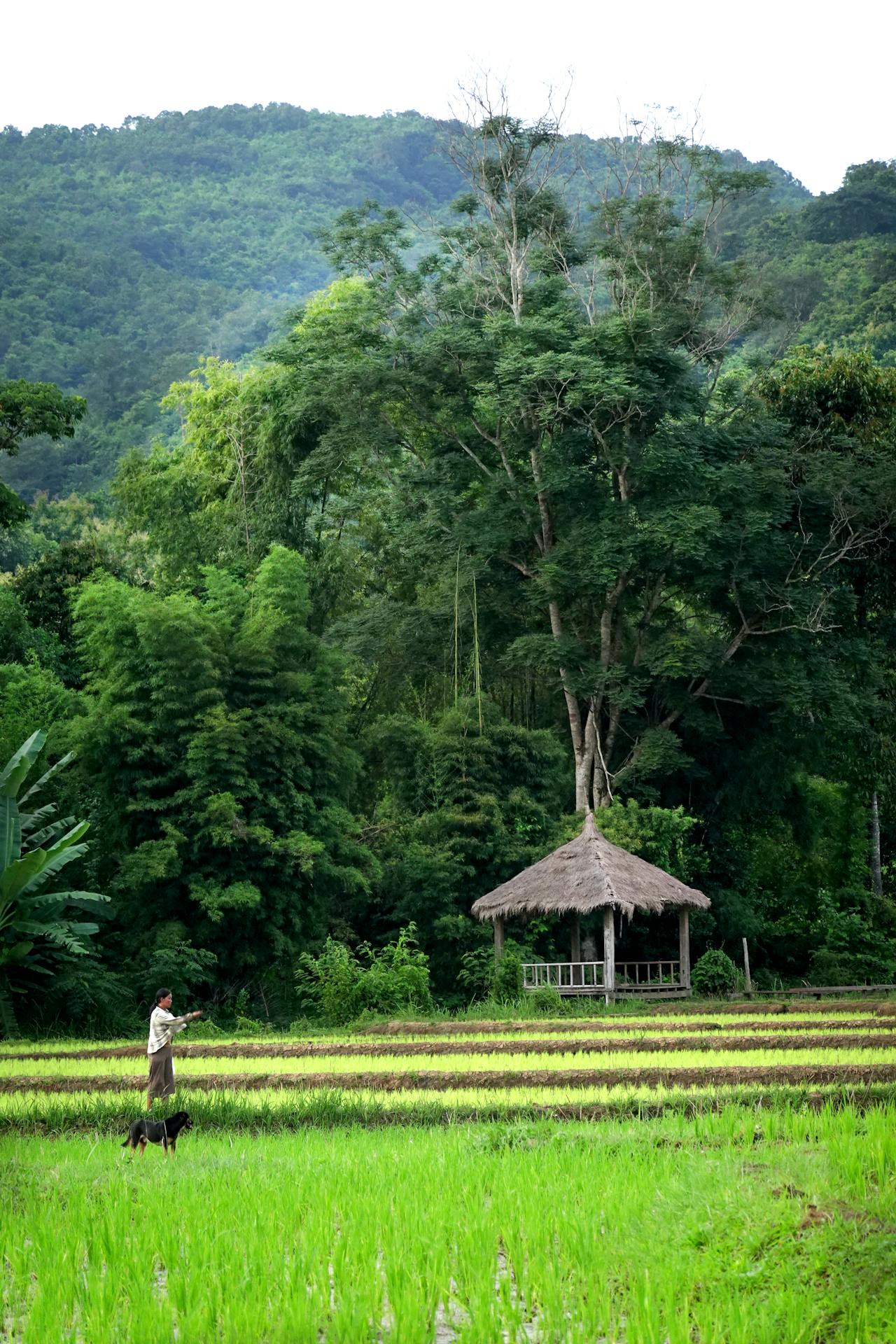 Capture the authentic charm of Luang Namtha’s safe cultural scene